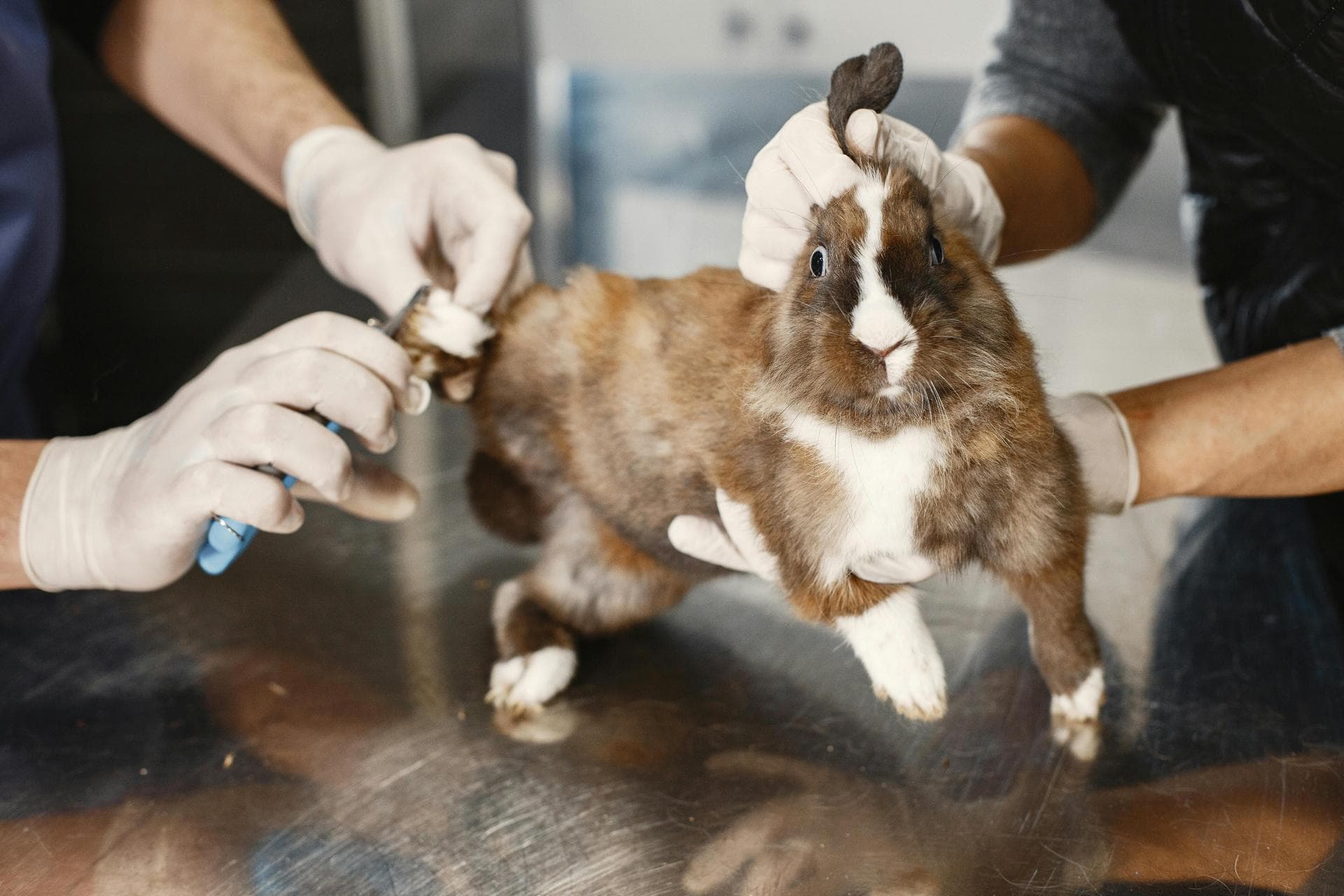 Best Vets in South Dublin City